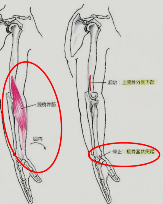 神経学的テスト　腕橈骨筋の腱反射