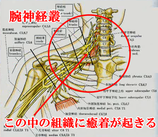 圧迫癒着とは 品川区の整体 産後の骨盤矯正と痛くない小顔矯正が口コミで人気のなかのぶ整体院