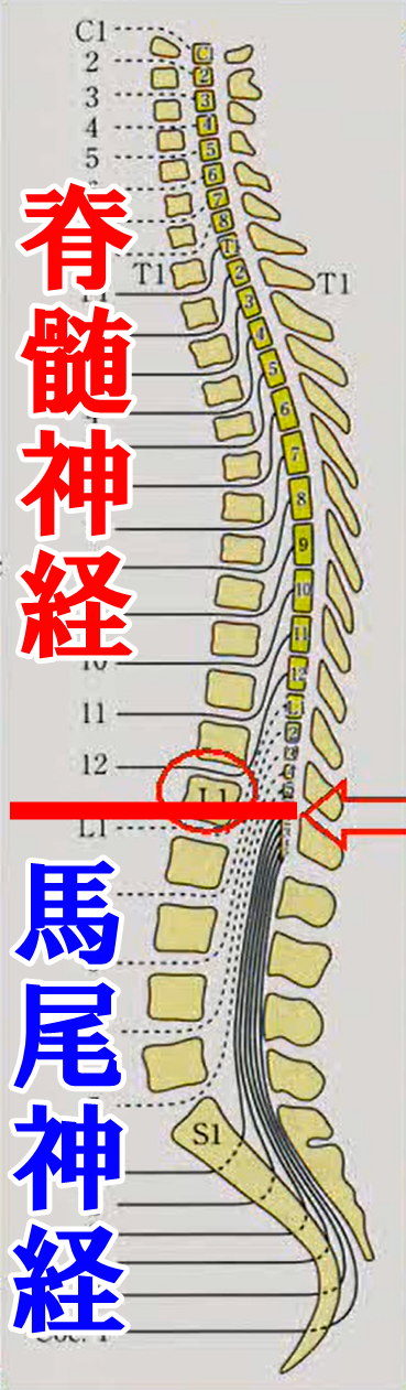 脊柱の機能解剖について【整形外科学ブログ 】