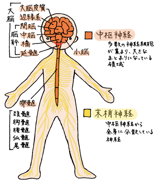 脊髄の構造と役割｜反射と神経のしくみ