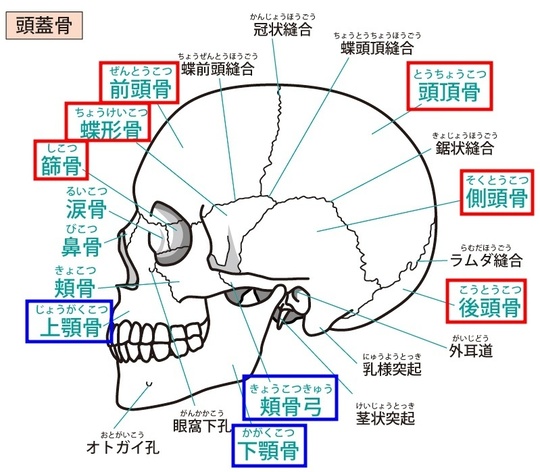 頭蓋骨の縫合の意味と構造を解説