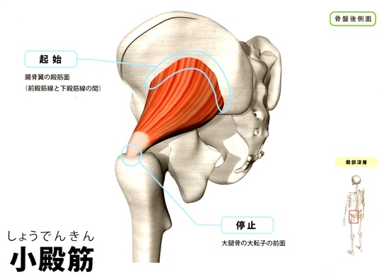 小殿筋　足のつけ根(股関節痛)