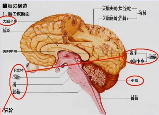脳と脊髄のしくみをやさしく解説