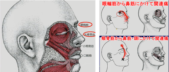 表情筋