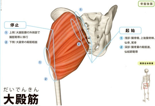 大殿筋　股関節の痛み